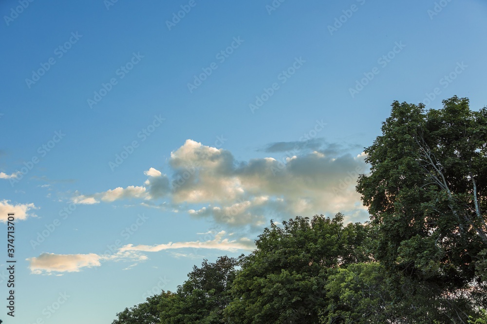 Gorgeous view of cloudy sky over tops of and trees. Gorgeous natural backgrounds. Gorgeous view of cloudy sky over tops of and trees. Gorgeous natural backgrounds.