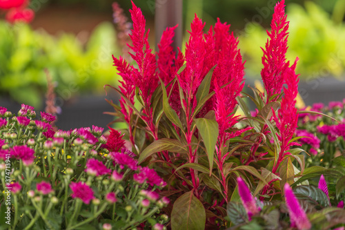 close up of pink Celosia 