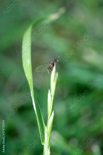 Flying Ants hatching out and flying from Green Grass stems