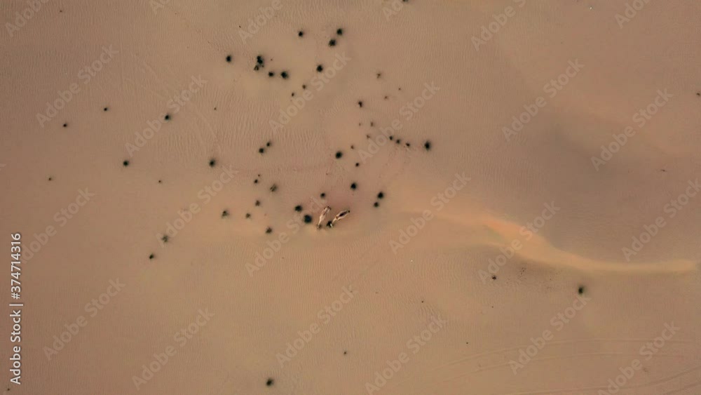 4K Drone Video of Camels in Desert, Wild Animals in Desert. High Quality Drone Footage 4K Drone Video of Camels in Desert, Wild Animals in Desert. High Quality Drone Footage