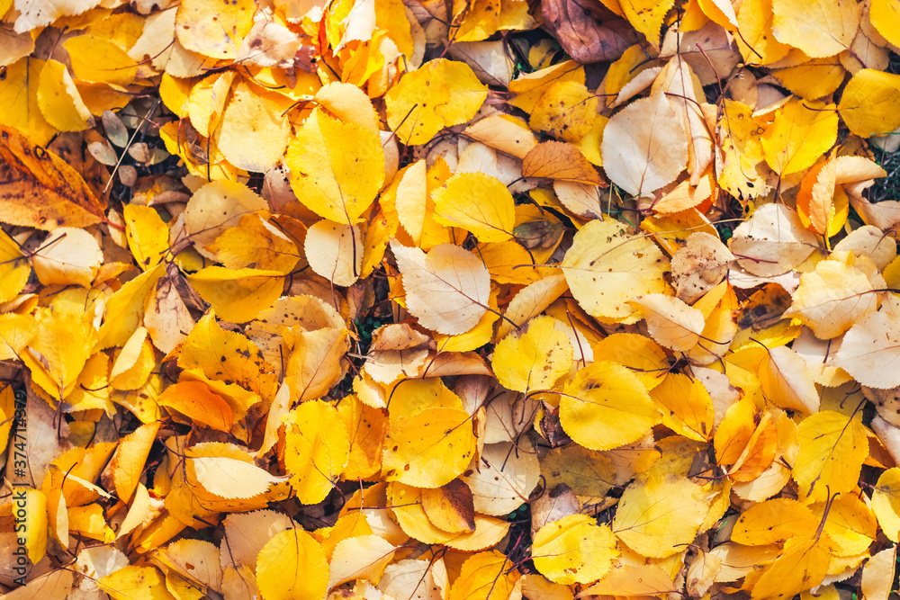 Yellow carpet made of yellow leaves. Space for text. Yellow carpet made of yellow leaves. Space for text.