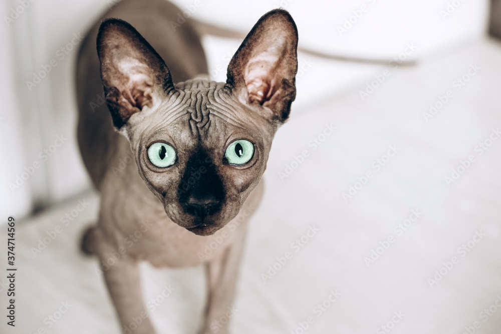 Portrait of a canadian sphinx with green eyes. Hairless hypoallergenic cat.