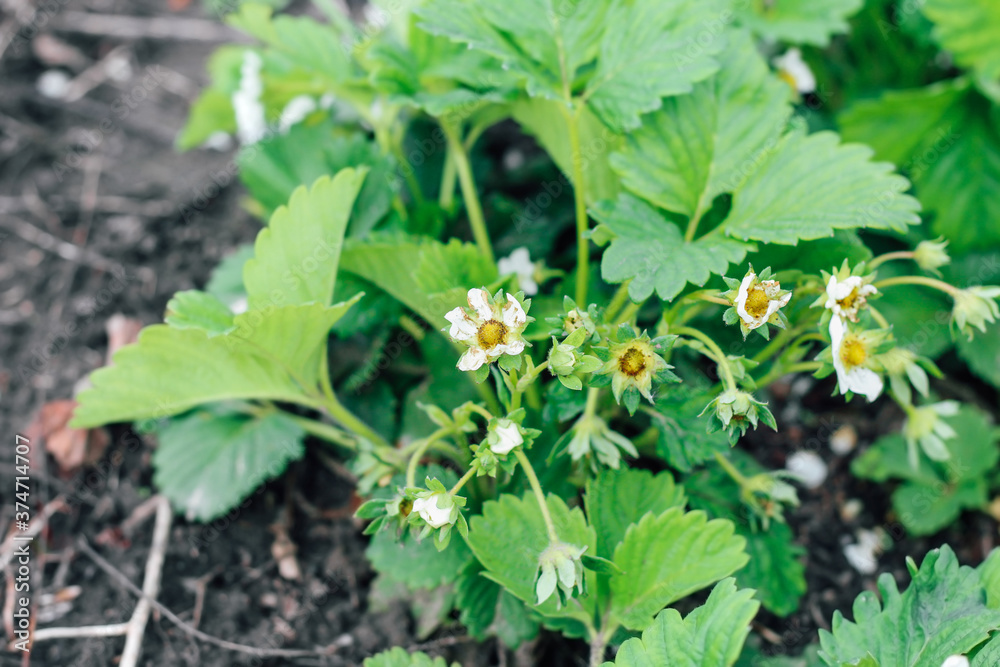 Blooming bushes of strawberries on the farm. Berry formation, flower pollination. Blooming bushes of strawberries on the farm. Berry formation, flower pollination.