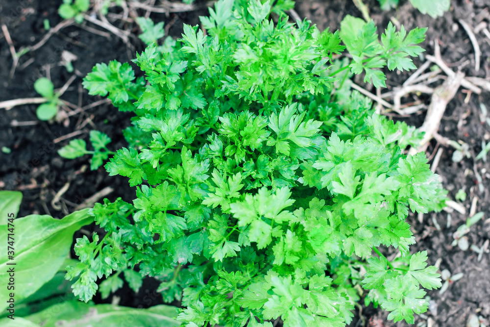 Young bushes of parsley. Useful plants in the garden.