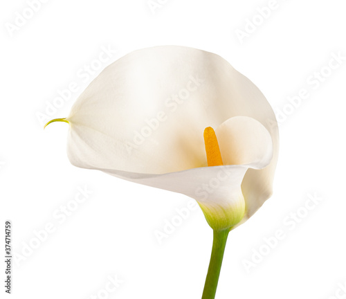 Fototapeta Naklejka Na Ścianę i Meble -  White calla lily
