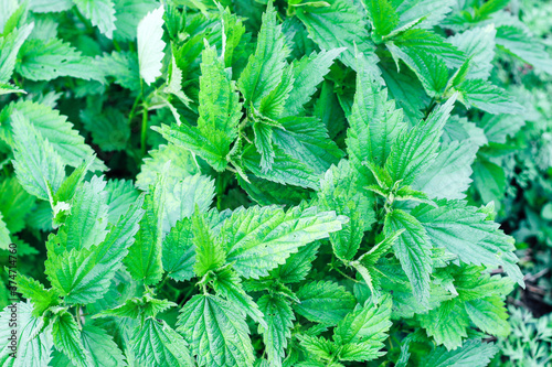 Nettle bushes with light spots of the disease