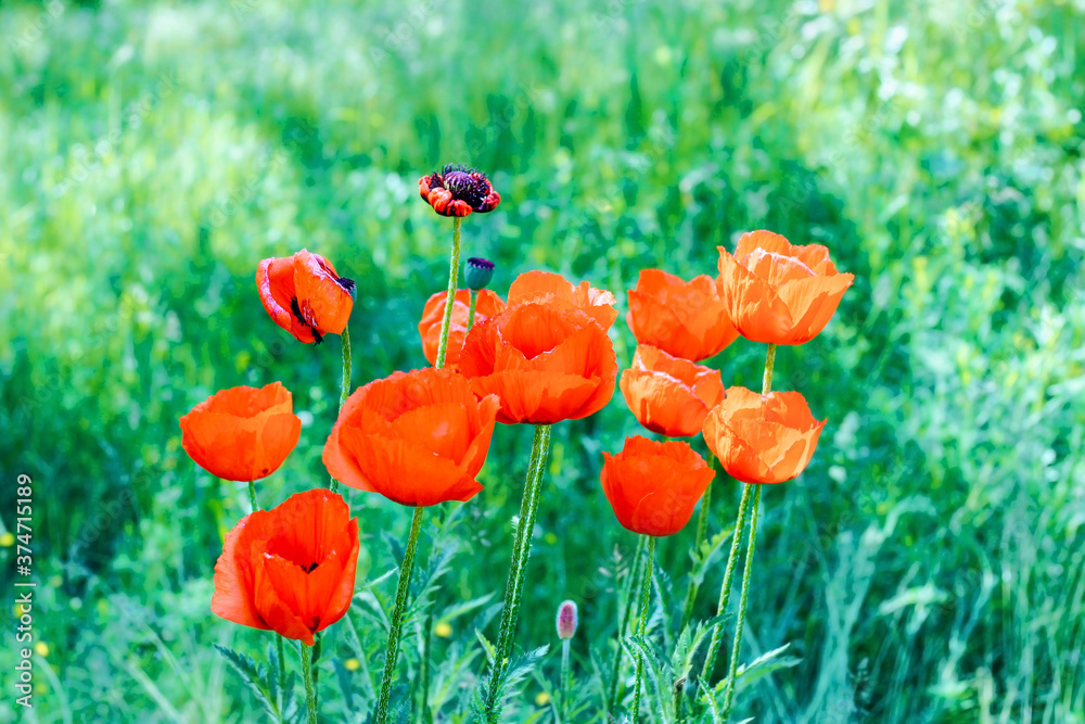 Obraz premium Red poppy with black center in the garden close up.