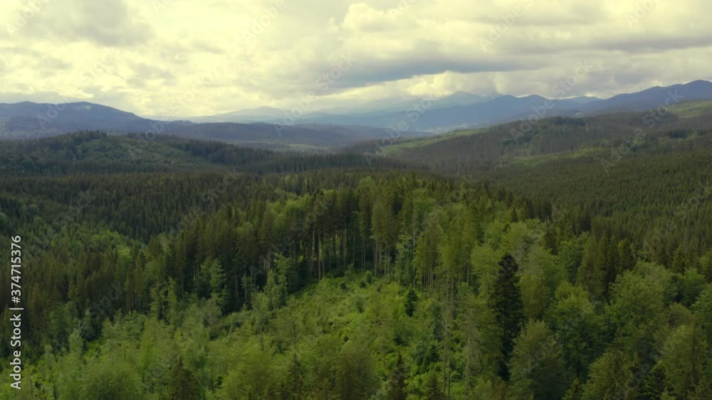 Forest mountains green field hill jungle treen aerial Forest mountains green field hill jungle treen aerial