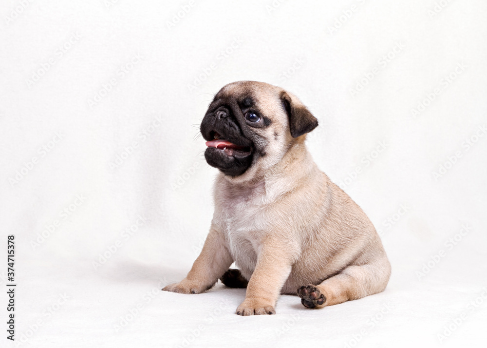 Cute little Pug puppy sitting on a white background.