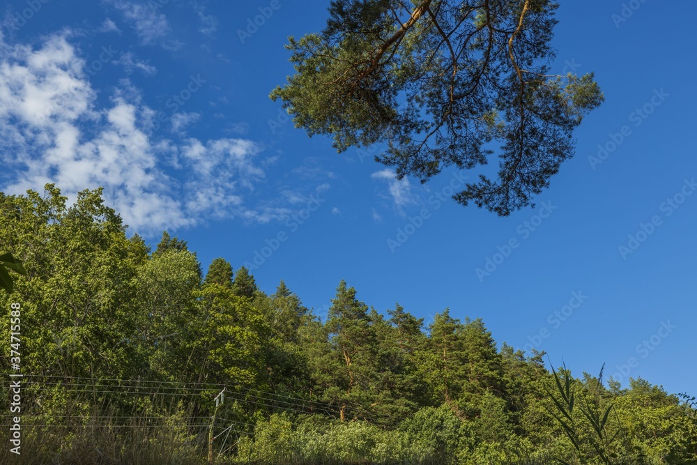 Gorgeous view of cloudy sky over tops of and trees. Gorgeous natural backgrounds.