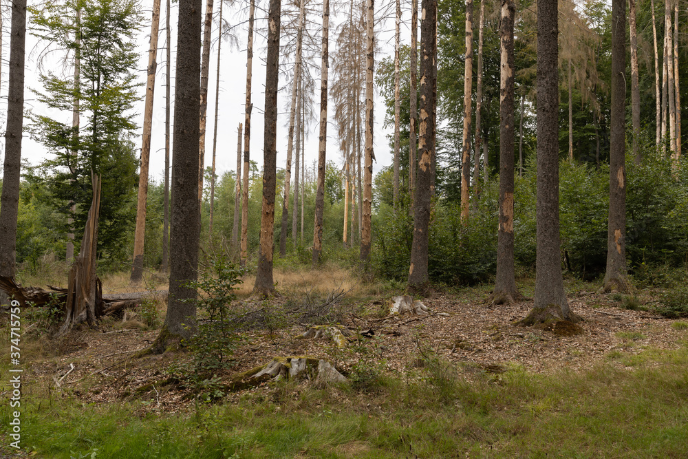 Fototapeta premium Trockenheit