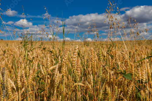 Ripe wheat field on a background of blue sky in white clouds