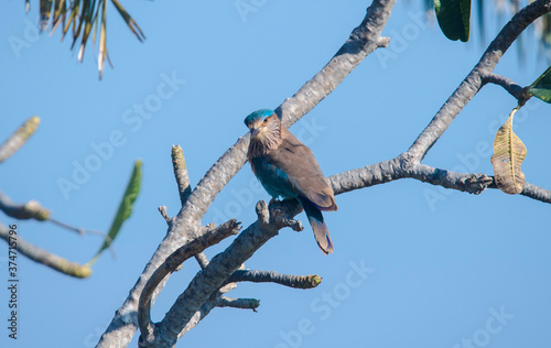 bird on a branch © Stephy