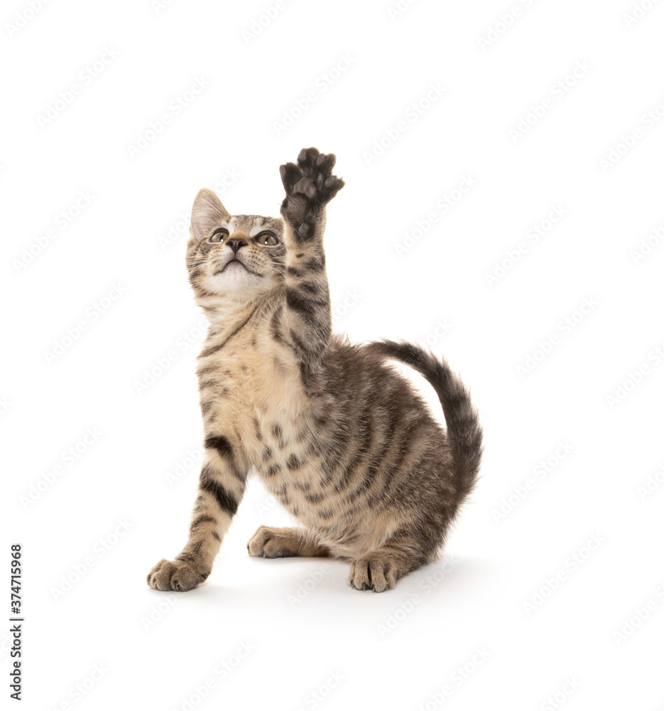 Cute tabby kitten playing on white Cute tabby kitten playing on white