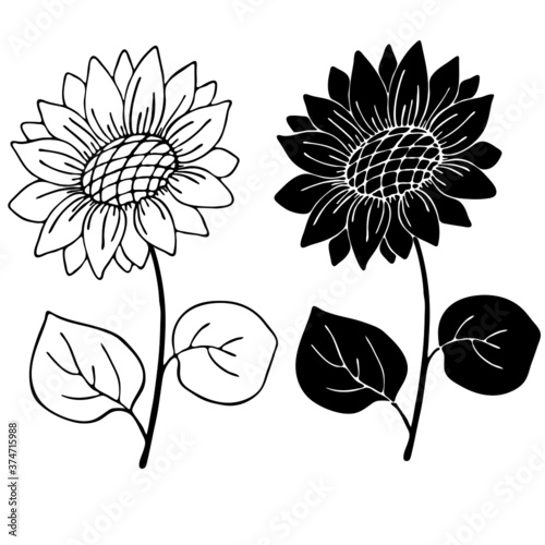 sunflower and leaves in monochrome colors, isolate on a white background, linear drawing
