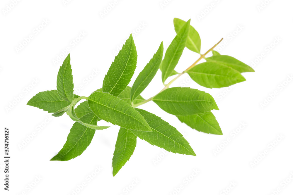 lemon verbena lemon verbena