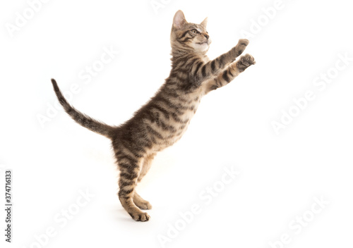 Fotografie Cute tabby kitten playing on white