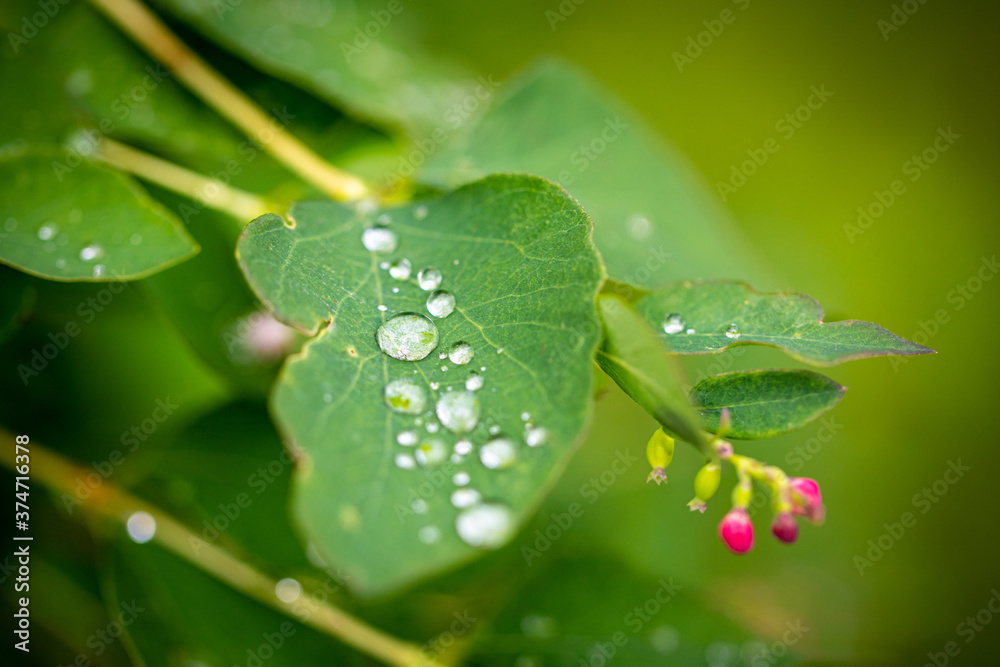 Transparent drops of dew on green leaves Transparent drops of dew on green leaves