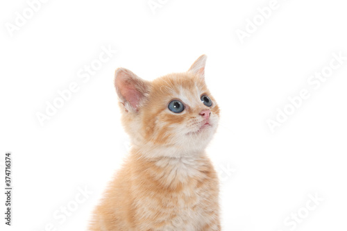 Cute yellow tabby kitten isolated on white