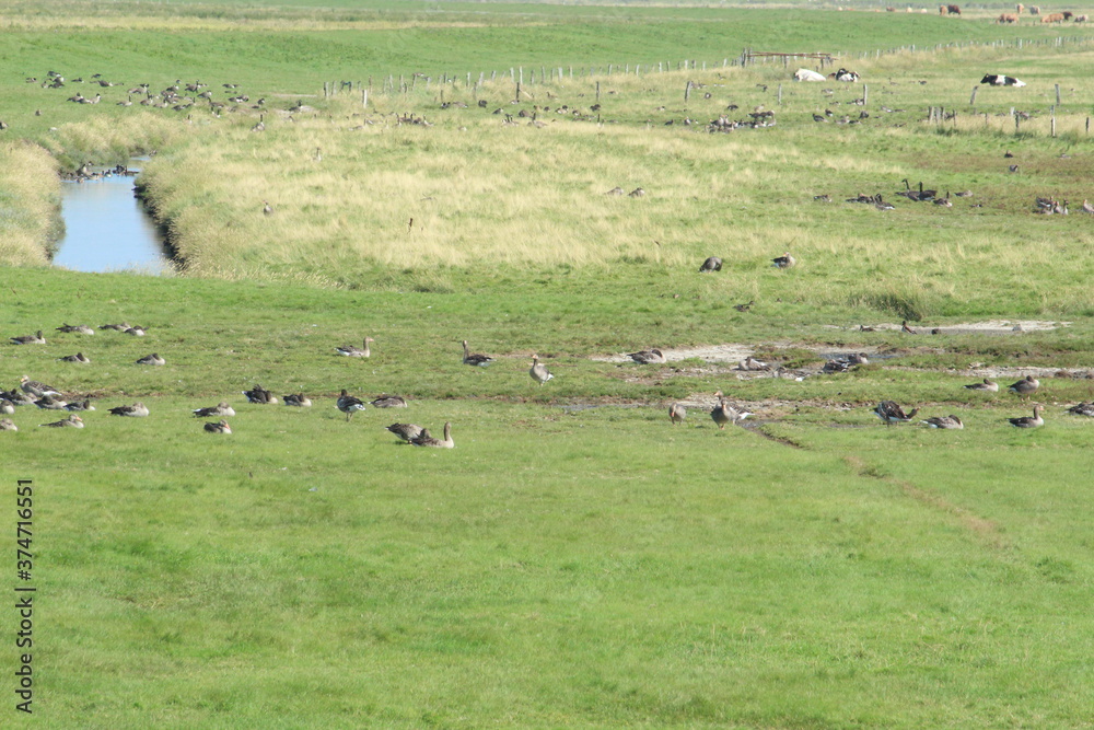 Geese in the nature reserve near Neßmersiel, North Sea, Germany