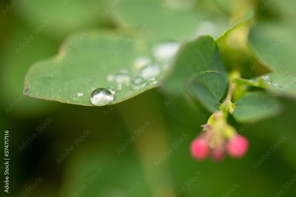 Transparent drops of dew on green leaves Transparent drops of dew on green leaves