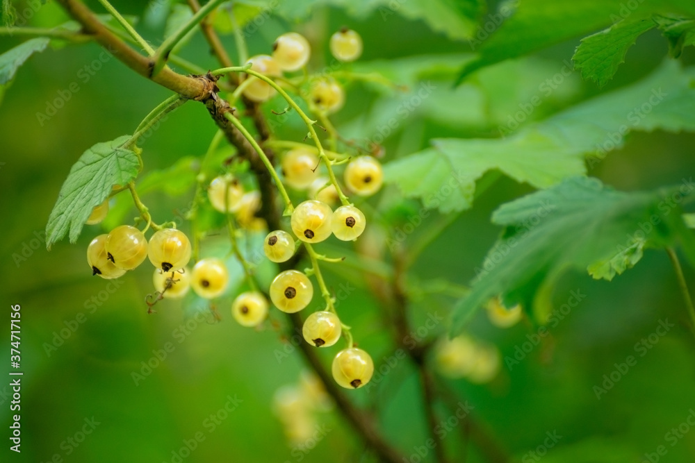 Unripe red currant growing on green branches
