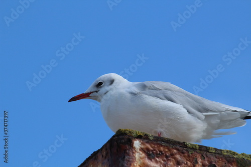 a seagull against a blue sky