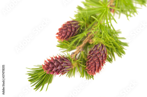 Larch branch with cones