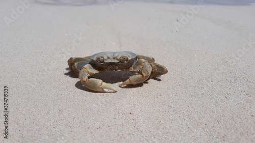 crab on the sand