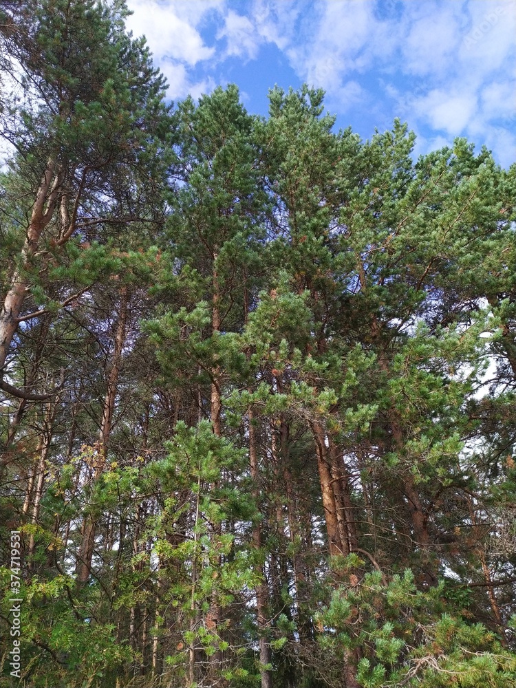 pine forest in the morning against the blue sky pine forest in the morning against the blue sky