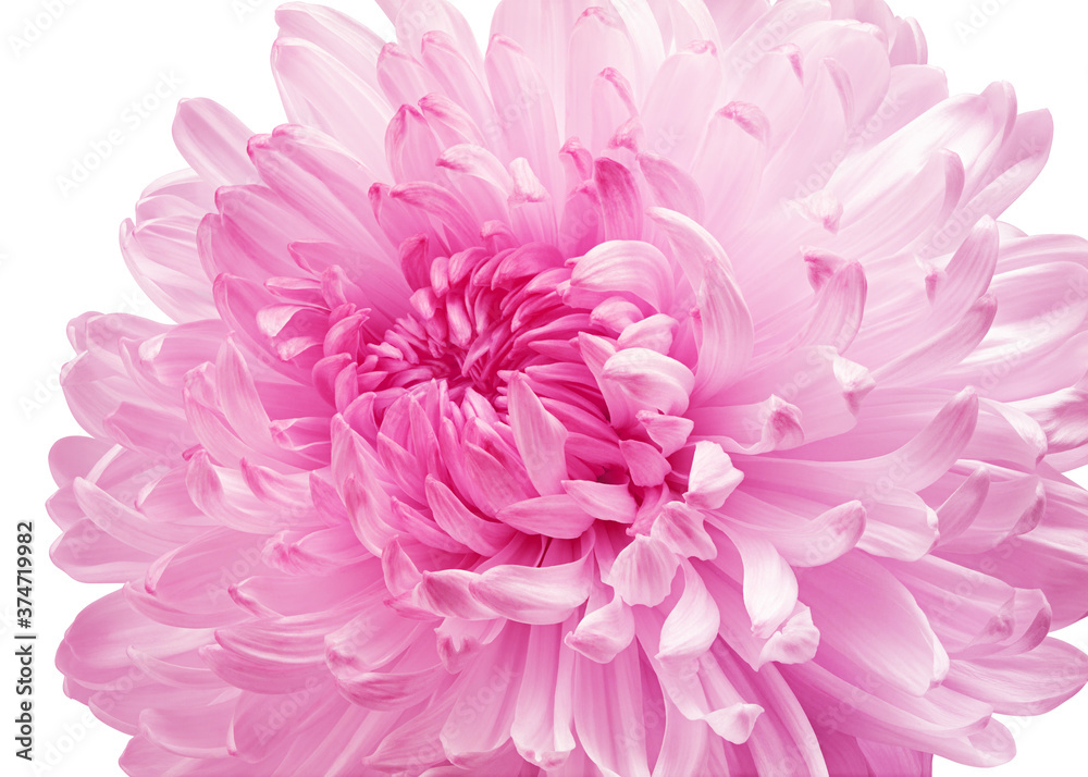 Chrysanthemum flower, isolated on white background, clipping path, full depth of field