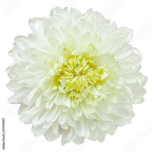 Chrysanthemum flower, isolated on white background, clipping path, full depth of field