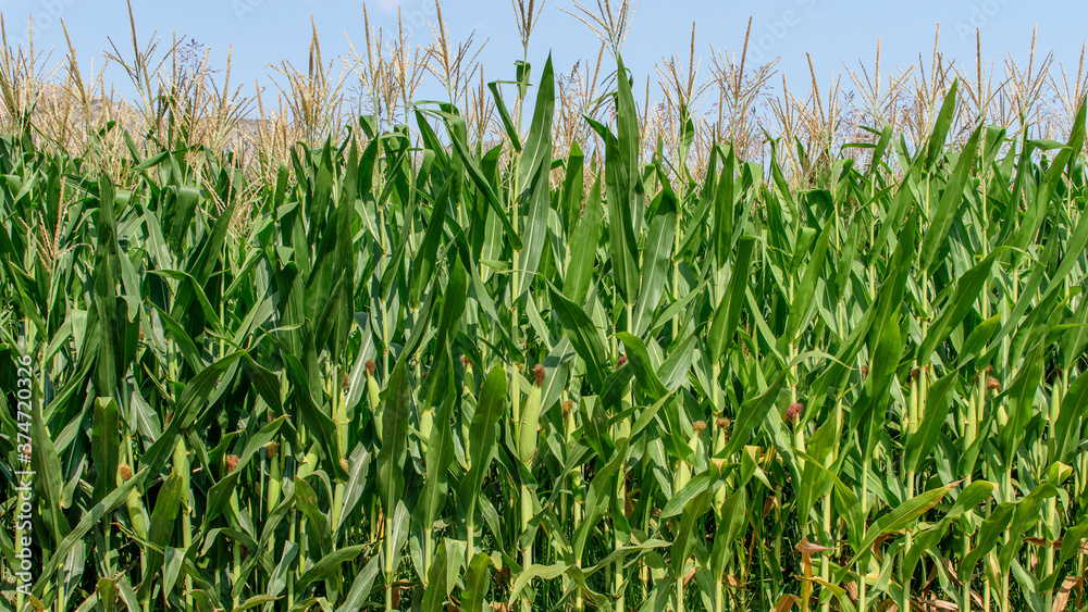 Green cornfield one sunny day in countryside. Summer, harvesttime concept. Green cornfield one sunny day in countryside. Summer, harvesttime concept.