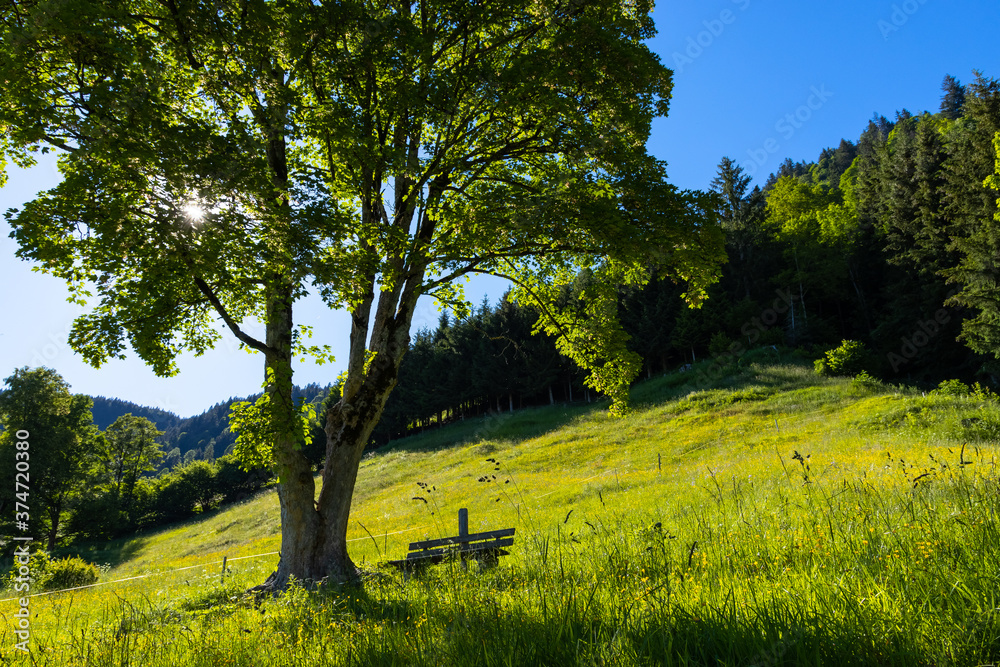 Naklejka premium Wunderschöner Sommertag in den Salzburger Alpen
