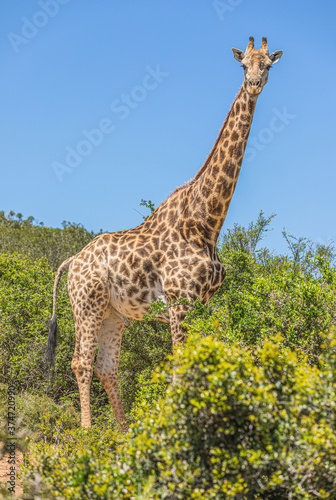 Giraffe South Africa Wild Animal Wildlife Safari