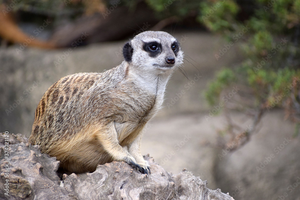 Fototapeta premium A small meerkat suricate animal