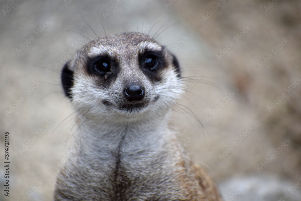 Fototapeta premium A small meerkat suricate animal