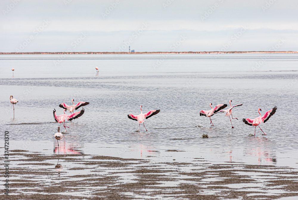 Flamingo Walvis Bay Namibia Africa Sea Ocean Bay Bird
