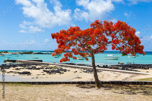 Fototapeta Naklejka Na Ścianę i Meble -  Mauritius Island Flame Tree Beach Boat Paradise Ocean