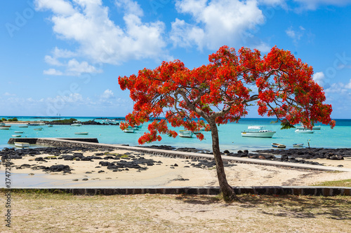 Mauritius Island Flame Tree Beach Boat Paradise Ocean