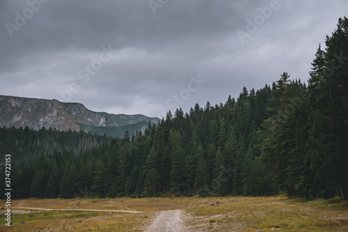Wonderful Scenery Of A Mountains Throw The Coniferous Forest On A Cloudy Day