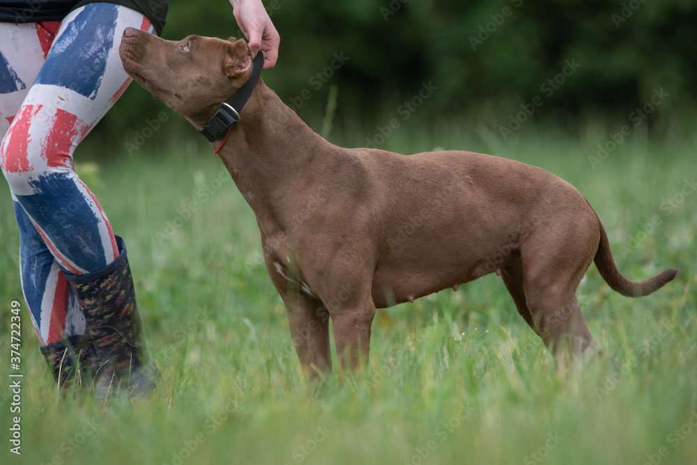 A woman trains an American Pit Bull Terrier in the field. A woman trains an American Pit Bull Terrier in the field.
