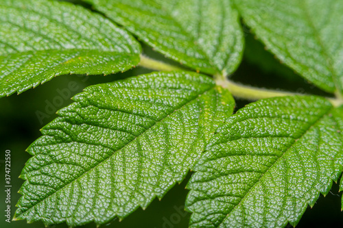Large healthy leaves of the tree under high magnification. Green background with vegetation in soft focus.