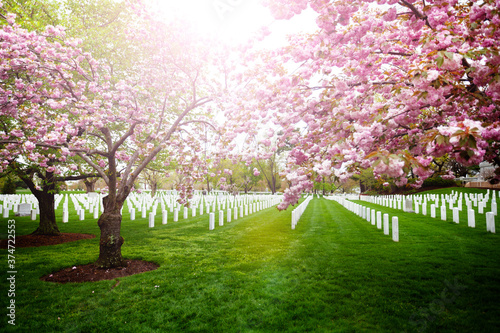 Tableau sur toile The Arlington National Cemetery tombstones with blooming cherry trees, Virginia,
