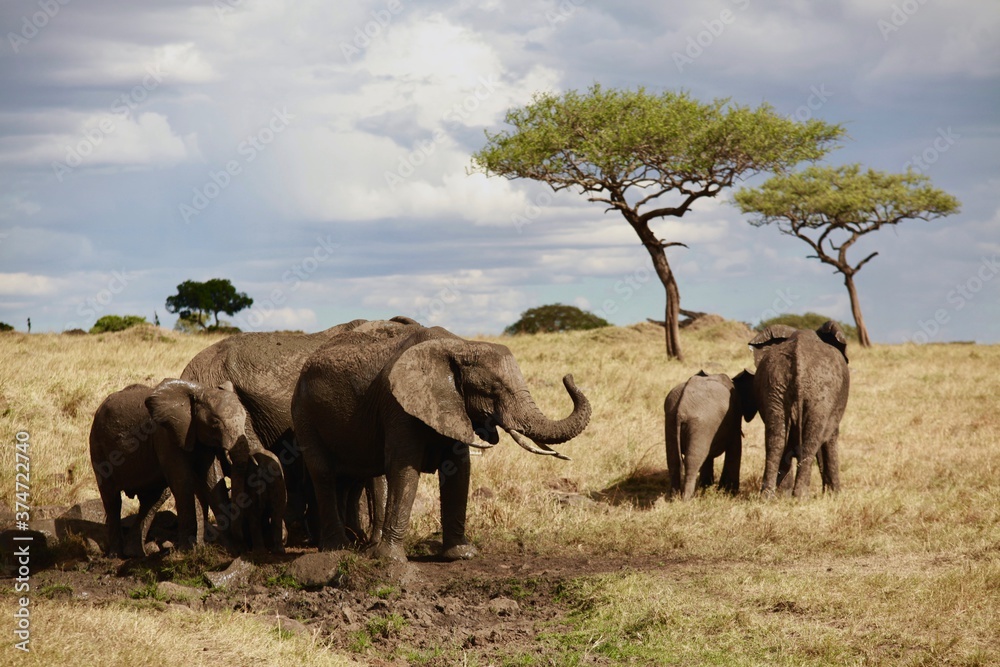 Elephant Herd in the Maasai Mara