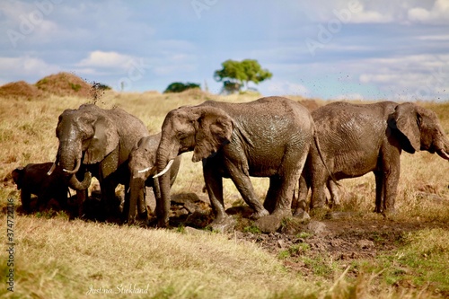 Elephants bathing in the mud