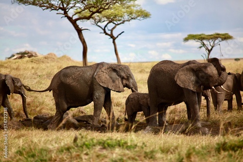 Elephants Walking in the Maasai Mara