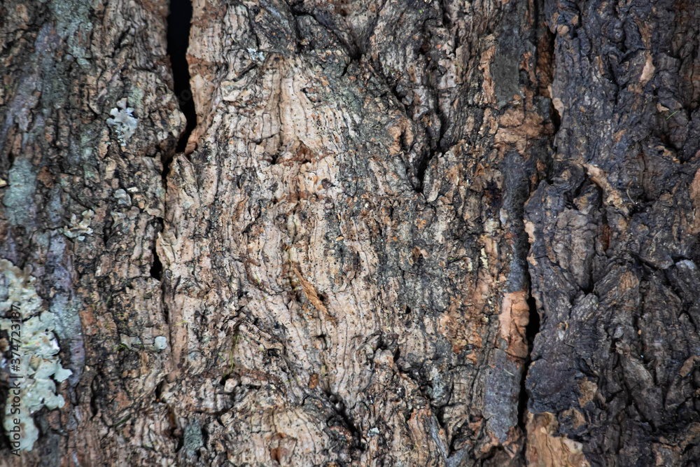 Embossed texture of brown tree bark. Wood surface background.Close up. Embossed texture of brown tree bark. Wood surface background.Close up.
