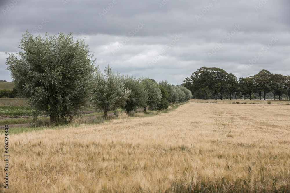Scanian landscapes in late summer Scanian landscapes in late summer