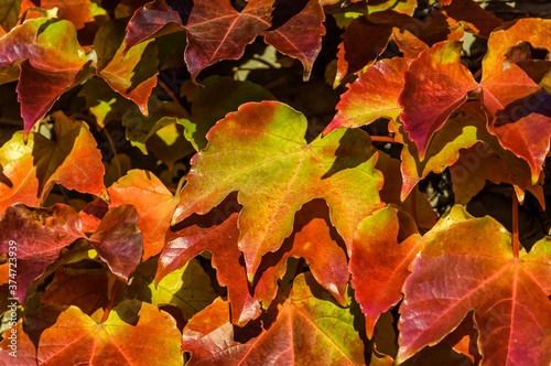 Red-green leaves of Boston ivy, Japanese ivy (Parthenocissus tricuspidata Veitchii) in autumn. (Vici Grape) photo